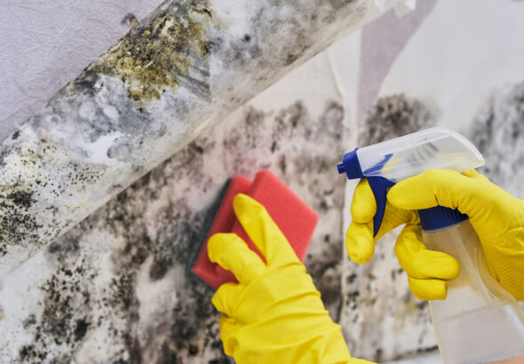 Housekeeper's Hand With Glove Cleaning Mold From Wall With Sponge And Spray Bottle